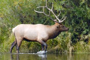 Application period for historic Wisconsin elk hunt opens May 1 for four tags