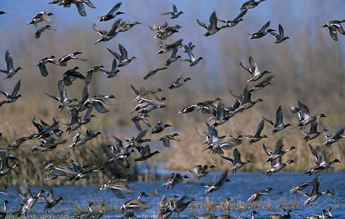 Federal grand jury indicts five Illinois men on charges of illegal waterfowl hunting in Fulton County