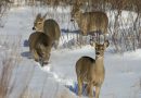 Northern Wisconsin County Has First Documented Case of CWD
