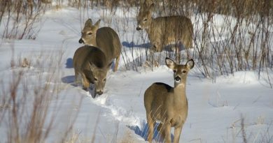 Northern Wisconsin County Has First Documented Case of CWD