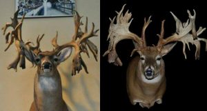 #WhitetailWednesday: 8 of the Coolest Drop-Tine Bucks Ever