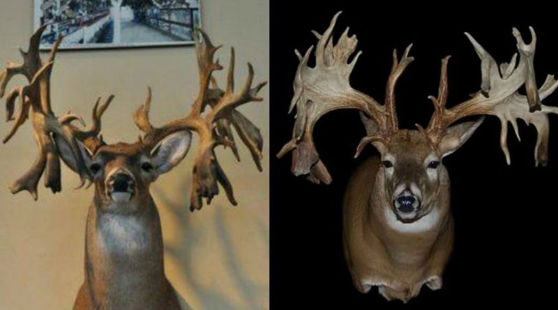 #WhitetailWednesday: 8 of the Coolest Drop-Tine Bucks Ever