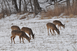 Deer feeding bill gets massive makeover, passes Senate