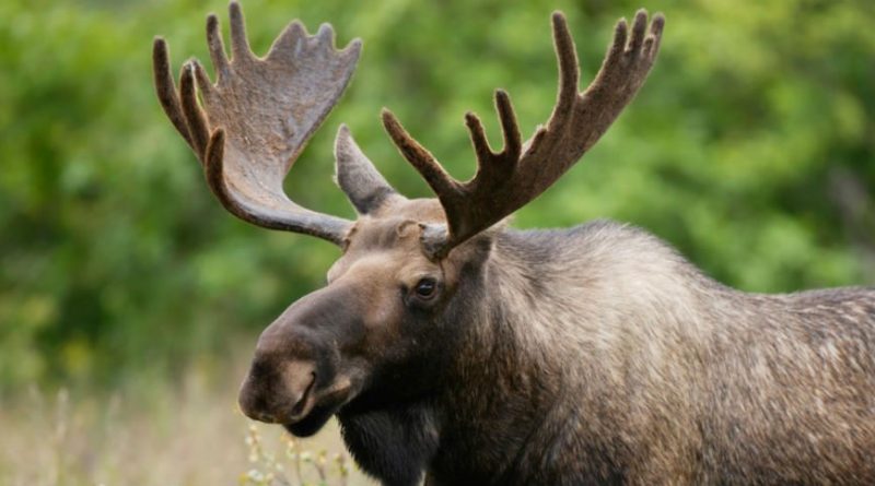 Vermont Drastically Reduces Number of Moose Permits This Year