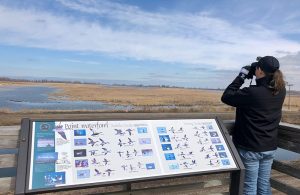 For birders, May is Christmastime in Michigan