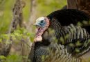 Wild turkey surprise: Locating and calling boss gobblers during the unusual spring of 2018