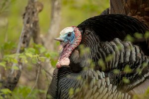 Wild turkey surprise: Locating and calling boss gobblers during the unusual spring of 2018