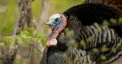 Wild turkey surprise: Locating and calling boss gobblers during the unusual spring of 2018