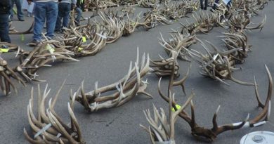 30 People Handed Trespassing Citations for Early Shed Hunting in Jackson, Wyoming