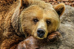 Idaho Approves First Lower 48 Grizzly Hunt in Decades