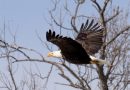 Maine bald eagles continue amazing recovery from the brink