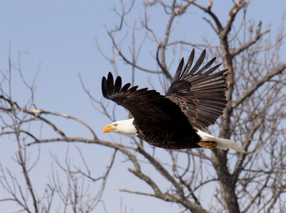 Maine bald eagles continue amazing recovery from the brink