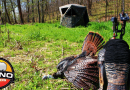 Can You Kill a Big Tom if You Set Your Blind Up the Same Day?