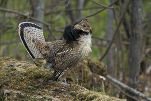 Michigan, Minnesota, Wisconsin to collaborate on West Nile virus monitoring in ruffed grouse