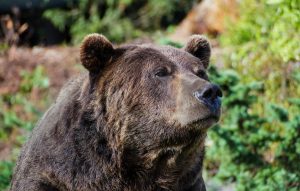 Rangers and Bear Researchers Share Their Best Grizzly Encounters