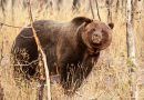 Breaking News: Game and Fish Commission Approves 2018 Wyoming Grizzly Bear Hunt