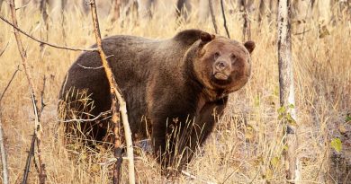 Breaking News: Game and Fish Commission Approves 2018 Wyoming Grizzly Bear Hunt
