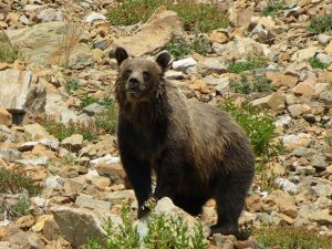 First grizzly hunt in decades a go in Wyoming