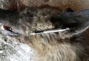 Dogman? Dire Wolf? What is This Mysterious Creature Shot in Montana?