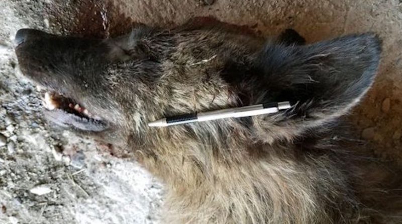 Dogman? Dire Wolf? What is This Mysterious Creature Shot in Montana?