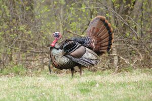 Ohio hunters see spike in harvest, total 22,571 turkeys
