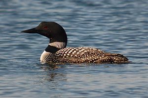 New Hampshire groups offer lead tackle buyback in bid to protect loons