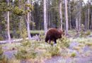 Montana officials seek information on dead grizzly; hikers shoot Wyoming bear in self defense