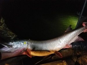 Michigan DNR continues efforts to bulk up muskie know-how