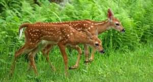 3 Facts Fawns Can Tell Us About Our Deer Herd (and the Rut)