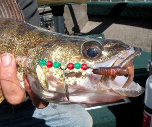 Simple tactics produce good results for St. Clair River walleyes