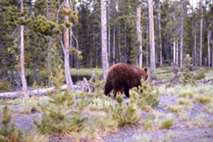 Grizzly killed by black bear hunter in northwestern Montana