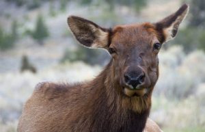2 People Injured By Elk in Yellowstone This Week