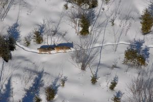 Survey: Upper Peninsula wolf population continues to thrive