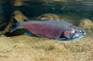 Environmental, fishing groups sue Oregon over coho salmon