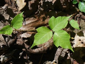 How to Identify, Avoid, and Treat Poison Ivy