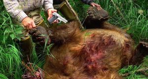 Alaska Man Kills Charging Brown Bear with a 9mm Pistol