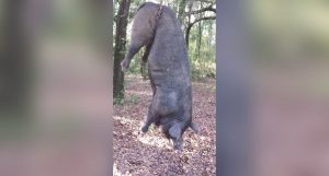 Remembering the 820-Pound Hog That Actually Escaped From a Pen