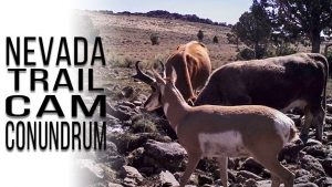 Nevada Trail Cam Conundrum