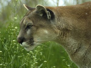 Second-ever Nebraska regulated mountain lion hunt set for 2019