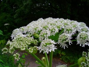 Everything You Never Wanted to Know About Giant Hogweed, the Plant That Causes Third-Degree Burns
