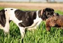 Keeping hunting dog from overheated