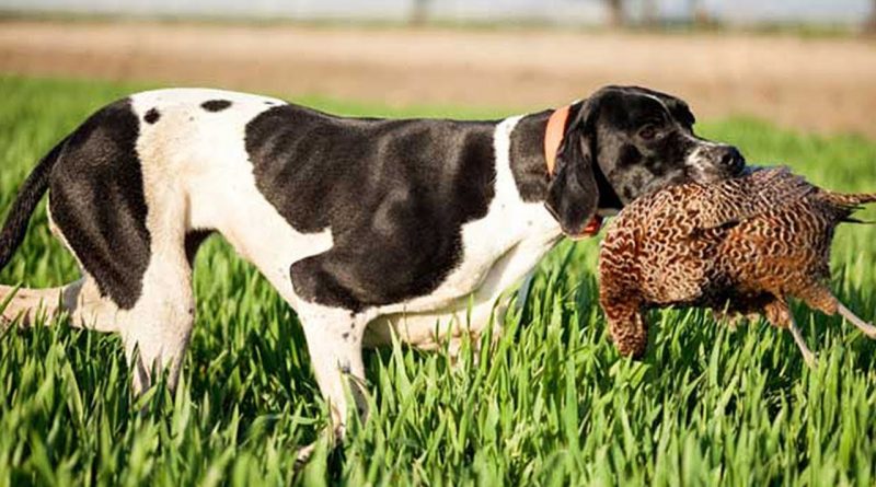 Keeping hunting dog from overheated