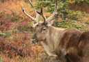 Hunting Caribou
