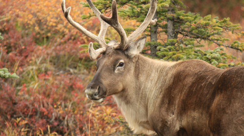 Hunting Caribou